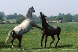 Horses, Badminton, Gloucestershire 1992 Wallpaper