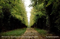 Old Coach Road, Verge Wood, Badminton, Gloucestershire 2001 Wallpaper