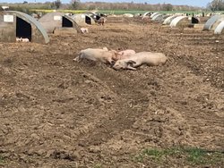 Ewelme - Pigs sleeping Wallpaper