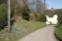 A lovely display of naturalised spring flowers in Bishopstone Wallpaper