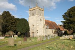 Spring daffodils in the churchyard at Bucklebury Wallpaper