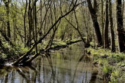 Newmillerdam Country Park Wallpaper