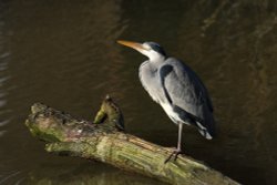 Heron resting by the old millstream at Caversham Wallpaper