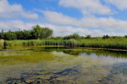 RSPB Old Moor Wallpaper