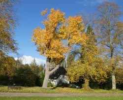 Autumnal tree in Warborough Wallpaper