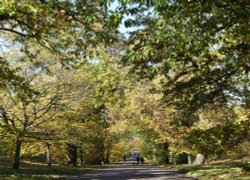 Greenwich Park in Autumn Wallpaper