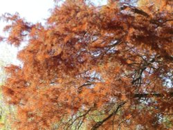 Greenwich Park in Autumn