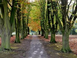 Elsecar Park Wallpaper