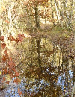 An Autumnal Scene in Beacon Wood Country Park Bean, Kent.