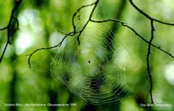 Spiders Web, Little Badminton, Gloucestershire 1995 Wallpaper