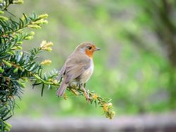 robin Eastcote house gardens Wallpaper