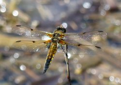 Dragonfly Four Spot Libellula Wallpaper