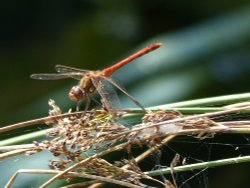 Dragonfly Common Sympetrum Wallpaper