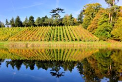 Autumn View of the Vineyard in Painshill Park, Cobham Wallpaper