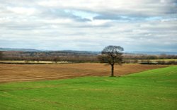 Lone Tree at Wintersett