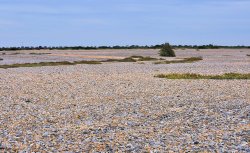 Dungeness Shingle Fields Wallpaper