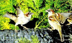 House Sparrows, Acton Turville, Gloucestershire Wallpaper