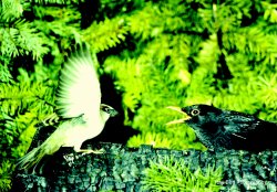 House Sparrows, Acton Turville, Gloucestershire Wallpaper