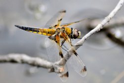 4 Spotted Chaser (Libellula Quadrimaculata, Praenubila) Female Wallpaper