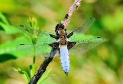 Broad-bodied Chaser (Libellula Depressa) Male Wallpaper