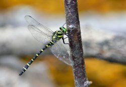 Male Golden-ringed Dragonfly (Cordulegaster Boltonii) at Castle Bottom Wallpaper