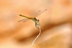 Red-veined Darter (Sympetrum Fonscolombii) Female Wallpaper