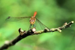 Teneral Male Ruddy Darter (Sympetrum Sanguineum) Head On in Whiteley Woods Wallpaper