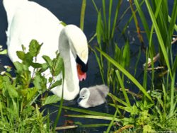 Grand Union Canal, Slough Wallpaper