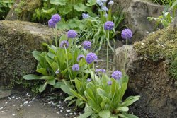 Newby Hall Garden Wallpaper