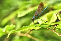 Beautiful Demoiselle (Calopterix Virgo) Male in Whiteley Woods Wallpaper