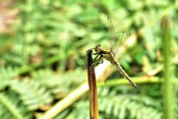 Black-tailed Skimmer (Orthetrum Cancellatum) Teneral Male in Whiteley Woods Wallpaper