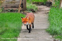 Fox in Garden, Acton Turville, Gloucestershire 2021 Wallpaper