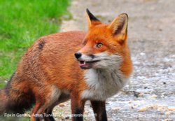 Fox in Garden, Acton Turville, Gloucestershire 2021 Wallpaper