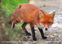 Fox in Garden, Acton Turville, Gloucestershire 2021 Wallpaper