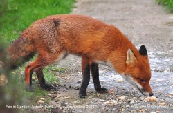 Fox in Garden, Acton Turville, Gloucestershire 2021 Wallpaper