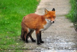 Fox in Garden, Acton Turville, Gloucestershire 2021 Wallpaper