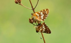 Duke of Burgundy (Hamearis Lucina) Mating Pair at Noar Hill Wallpaper