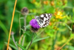 Marbled White (Melanargia Galathea) Male at Kingley Vale Wallpaper