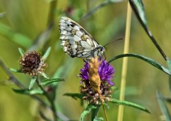 Marbled White (Melanargia Galathea) Female at Kingley Vale