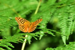 Dark Green Fritillary (Speyaria Aglaja) Male in Whiteley Woods Wallpaper