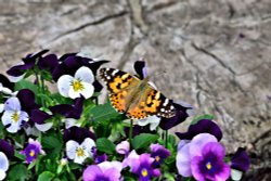 Painted Lady (Vanessa Cardui) in Whiteley Village Wallpaper