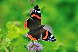 Red Admiral (Vanessa Atalanta) Male, Freshly Emerged from its Chrysalis Wallpaper