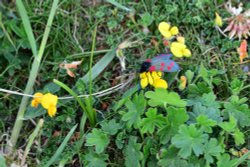 6 spot Burnet Moth in Whiteley Woods Wallpaper