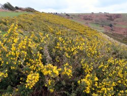 Gorse Wallpaper