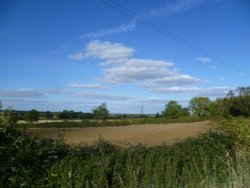 Padbury, 'Hedge Field'. Wallpaper