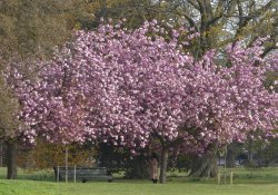 Cherry Blossom in Greenwich Park Wallpaper