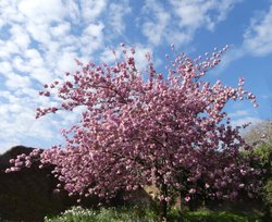 Cherry Blossom in Greenwich Park Wallpaper