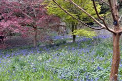 Riverhill Malayan Garden in Sevenoaks Wallpaper