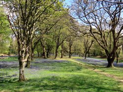 Bluebells Wallpaper