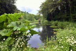 The Water Garden at Arundel Castle Wallpaper